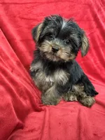 Polo, a male Yorkshire Terrier for sale in Valencia, CA – 8 of 10