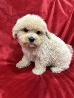 Benji, a male Maltipoo for sale in Valencia, CA – Photo 6 of 10
