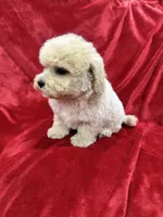 Benji, a male Maltipoo for sale in Valencia, CA – Photo 7 of 10