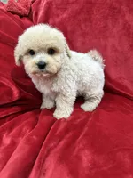 Benji, a male Maltipoo for sale in Valencia, CA – Photo 9 of 10