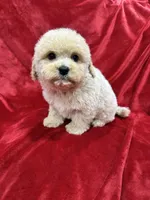 Benji, a male Maltipoo for sale in Valencia, CA – Photo 10 of 10