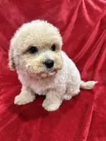 Benji, a male Maltipoo for sale in Valencia, CA – Photo 4 of 10