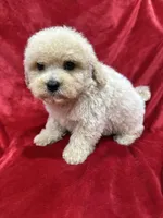 Benji, a male Maltipoo for sale in Valencia, CA – Photo 8 of 10
