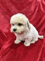 Benji, a male Maltipoo for sale in Valencia, CA – Photo 3 of 10