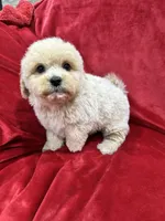 Benji, a male Maltipoo for sale in Valencia, CA – Photo 1 of 10