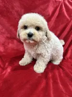 Benji, a male Maltipoo for sale in Valencia, CA – Photo 2 of 10