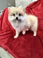 Bella, a female Pomeranian for sale in Valencia, CA – 10 of 10