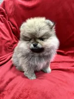 Theo, a male Pomeranian for sale in Valencia, CA – Photo 5 of 9