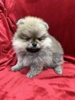 Theo, a male Pomeranian for sale in Valencia, CA – Photo 3 of 9