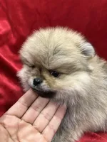 Theo, a male Pomeranian for sale in Valencia, CA – Photo 2 of 9