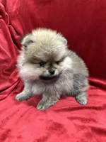 Theo, a male Pomeranian for sale in Valencia, CA – Photo 6 of 9