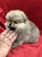 Theo, a male Pomeranian for sale in Valencia, CA – Photo 7 of 9