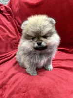 Theo, a male Pomeranian for sale in Valencia, CA – Photo 4 of 9
