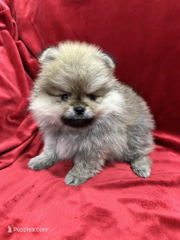 Theo – Pomeranian puppy for sale in Valencia, CA
