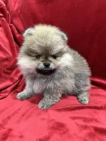 Theo, a male Pomeranian for sale in Valencia, CA – Photo 1 of 9