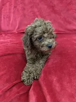 Polo, a male Poodle - Toy  for sale in Valencia, CA – 9 of 10