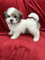 Oliver, a male Shihpoo for sale in Valencia, CA – 3 of 10