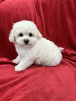 Lucy, a female Maltipoo for sale in Valencia, CA – 8 of 10