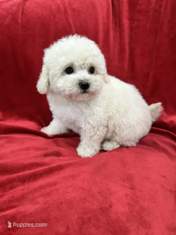 Lucy – Maltipoo puppy for sale in Valencia, CA