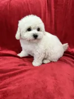 Lucy, a female Maltipoo for sale in Valencia, CA – 1 of 10