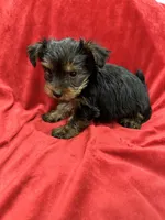 Axel, a male Yorkshire Terrier for sale in Valencia, CA – 8 of 10