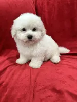 Nina , a female Maltipoo for sale in Valencia, CA – 7 of 9