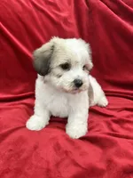 Fiona, a female Shihpoo for sale in Valencia, CA – 10 of 10