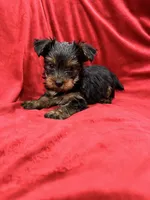 Axel, a male Yorkshire Terrier for sale in Valencia, CA – 4 of 10