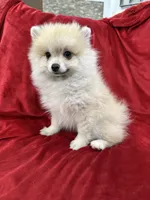 Arnold, a male Pomeranian for sale in Valencia, CA – 6 of 10