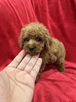 Gina, a female Poodle - Toy  for sale in Valencia, CA – 9 of 10