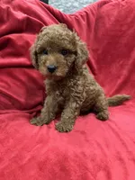 Maxi , a male Maltipoo for sale in Valencia, CA – 10 of 10
