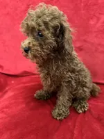 Milo, a male Poodle - Toy  for sale in Valencia, CA – 3 of 9