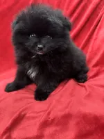 Richie, a male Pomeranian for sale in Valencia, CA – Photo 5 of 10