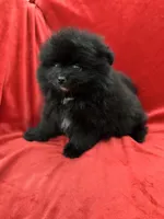 Richie, a male Pomeranian for sale in Valencia, CA – Photo 8 of 10