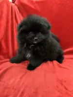 Richie, a male Pomeranian for sale in Valencia, CA – Photo 10 of 10