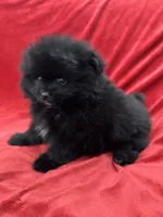 Richie, a male Pomeranian for sale in Valencia, CA – Photo 3 of 10