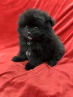 Richie, a male Pomeranian for sale in Valencia, CA – Photo 4 of 10