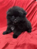 Richie, a male Pomeranian for sale in Valencia, CA – Photo 6 of 10