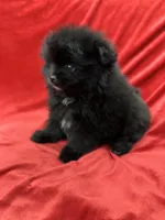 Richie, a male Pomeranian for sale in Valencia, CA – Photo 1 of 10