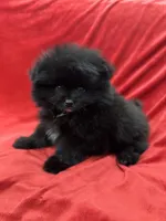 Richie, a male Pomeranian for sale in Valencia, CA – Photo 2 of 10