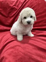 Bruno, a male Maltipoo for sale in Valencia, CA – 10 of 10