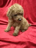 Gina, a female Poodle - Toy  for sale in Valencia, CA – 10 of 10