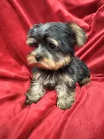 Mila, a female Yorkshire Terrier for sale in Valencia, CA – 8 of 9