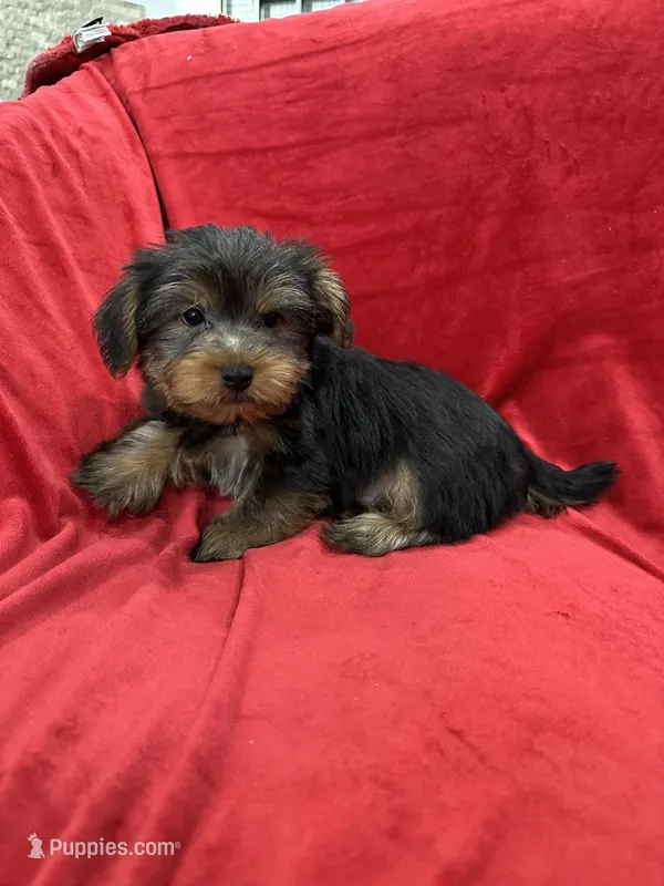 Milo – Yorkshire Terrier puppy for sale in Valencia, CA