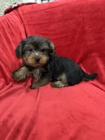 Milo, a male Yorkshire Terrier for sale in Valencia, CA – 1 of 10