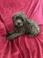 Theo, a male Poodle - Toy  for sale in Valencia, CA – 10 of 10