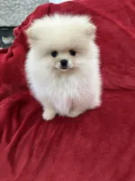 Channel , a female Pomeranian for sale in Valencia, CA – 2 of 10