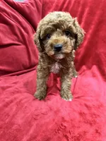 Remi, a female Maltipoo for sale in Valencia, CA – 8 of 9