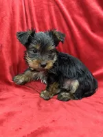 Axel, a male Yorkshire Terrier for sale in Valencia, CA – 7 of 10