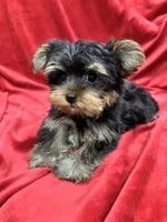 Theo, a male Yorkshire Terrier for sale in Valencia, CA – 4 of 10